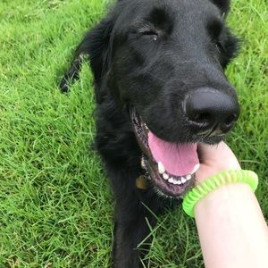 Meet your Posher, Tava